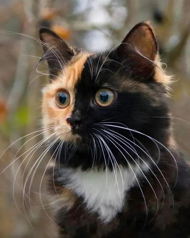 猫老师_猫老师_猫老师