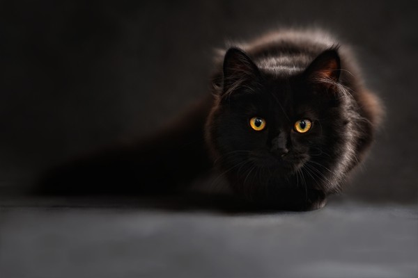 猫老师_猫老师_猫老师