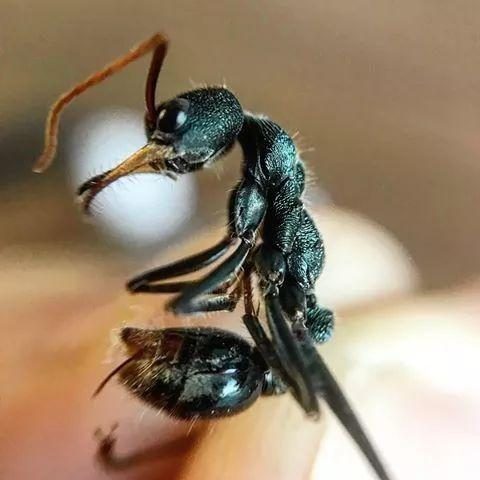 食蚁兽兽_小食蚁兽_小型食蚁兽