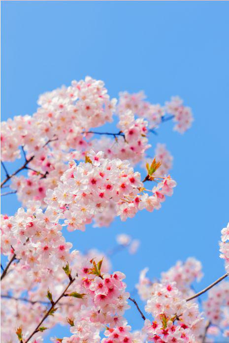 樱花登录_樱花登录账号_樱花手机版怎么登陆游戏