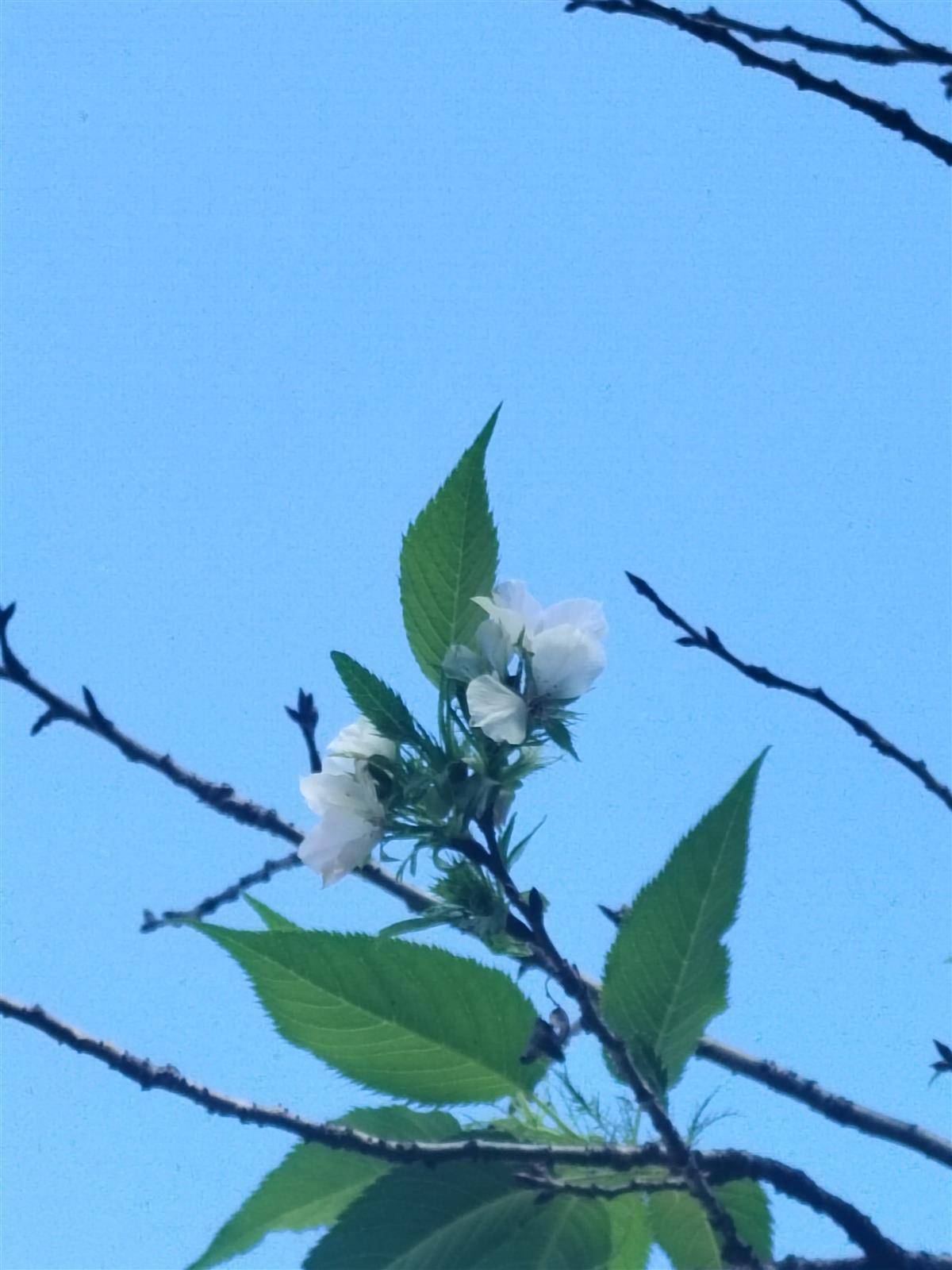 樱花手机版怎么登陆游戏_樱花登录_樱花登录账号