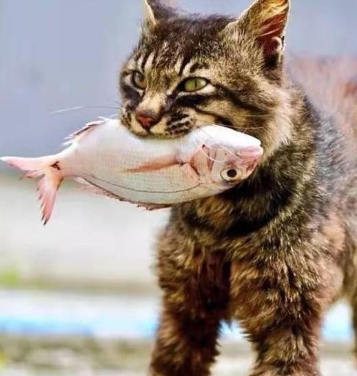 小猫钓鱼手机版的游戏下载_小猫钓鱼正式版下载_小猫钓鱼下载安装中文版