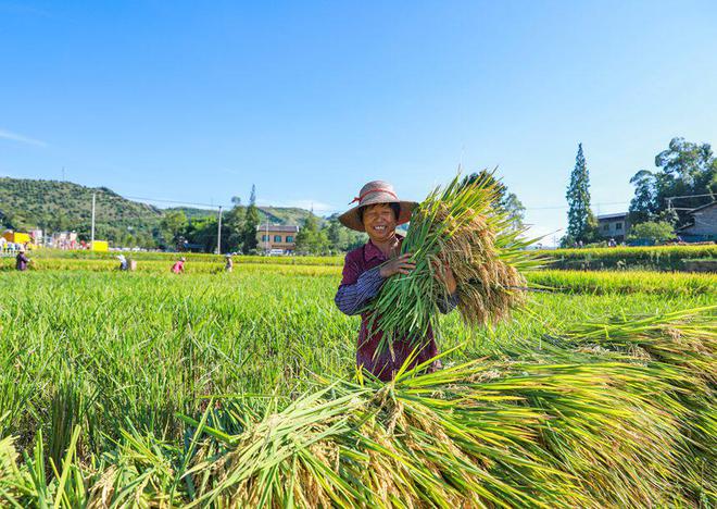 芒种时间_芒种时间2023年几点几分_芒种时间为几月几日2021