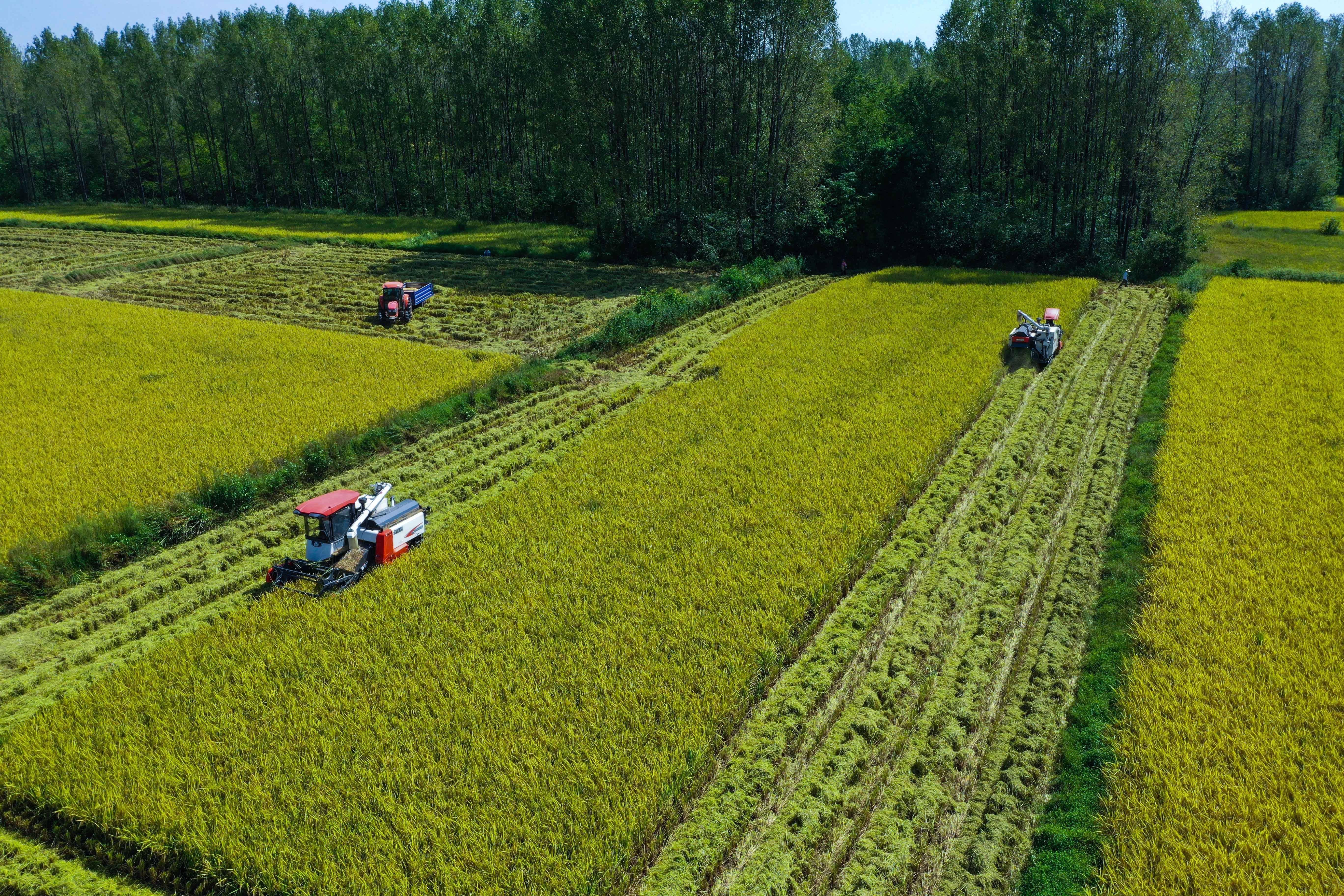 芒种时间为几月几日2021_芒种时间2023年几点几分_芒种时间