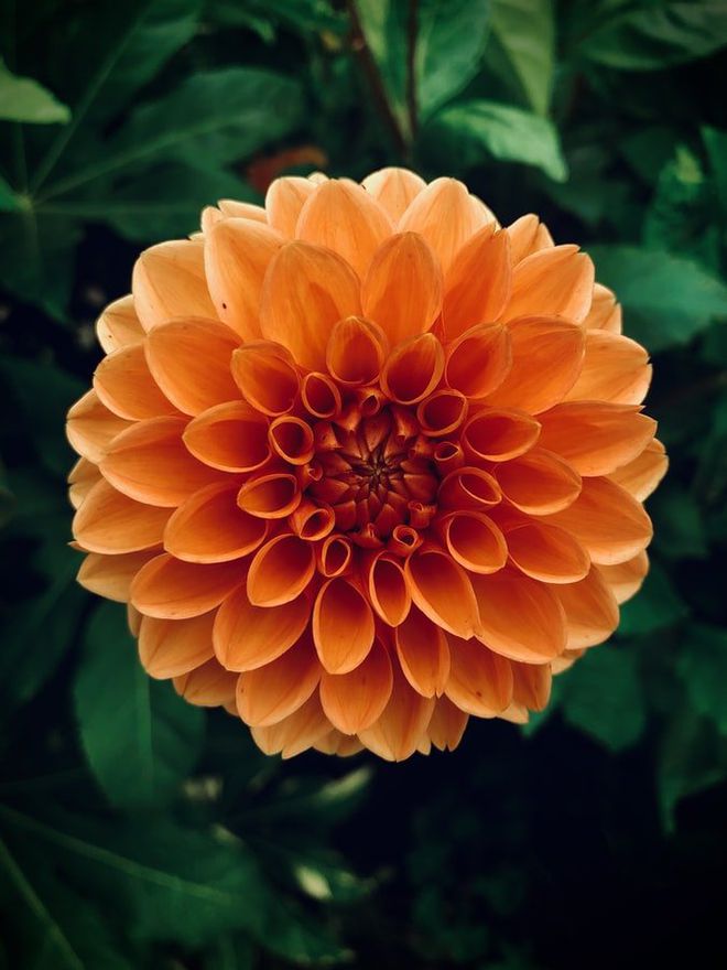 下载小花手机游戏_小花游戏解说_小花小游戏