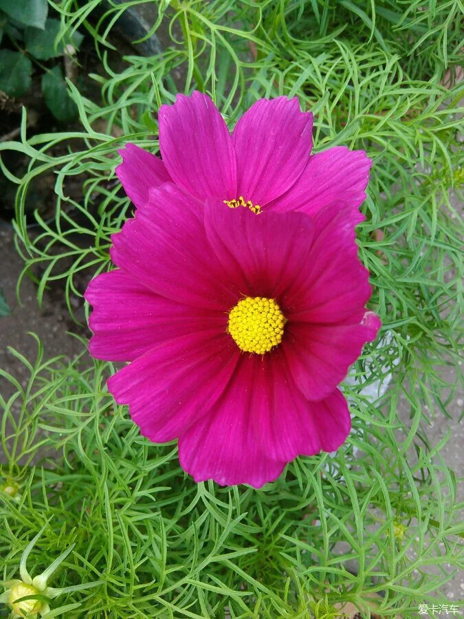 小花游戏解说_下载小花手机游戏_小花小游戏