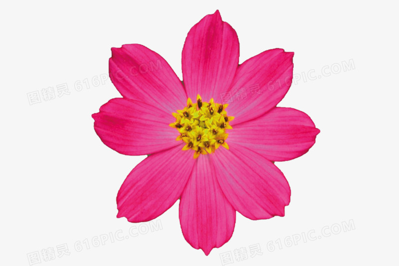 小花游戏解说_小花小游戏_下载小花手机游戏
