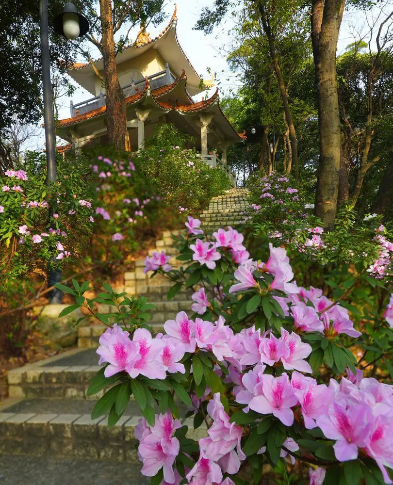 渡辺麻友_渡边麻友学校_渡边麻友经济情况
