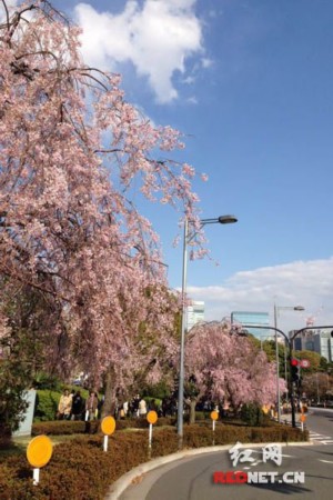 如何解锁樱花的街道_樱花街道手机游戏_樱花街道音游