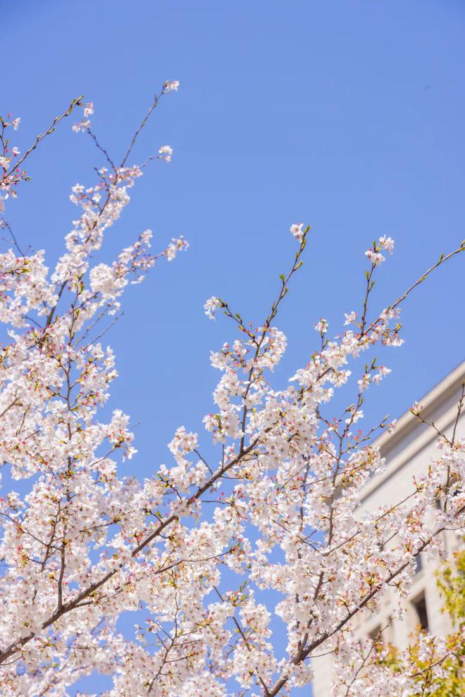 樱花街道音游_樱花街道手机游戏_如何解锁樱花的街道