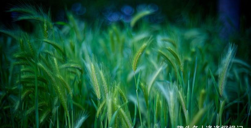 2023年春节是几月几号_2823年春节是几月几日_2033年春节是几号