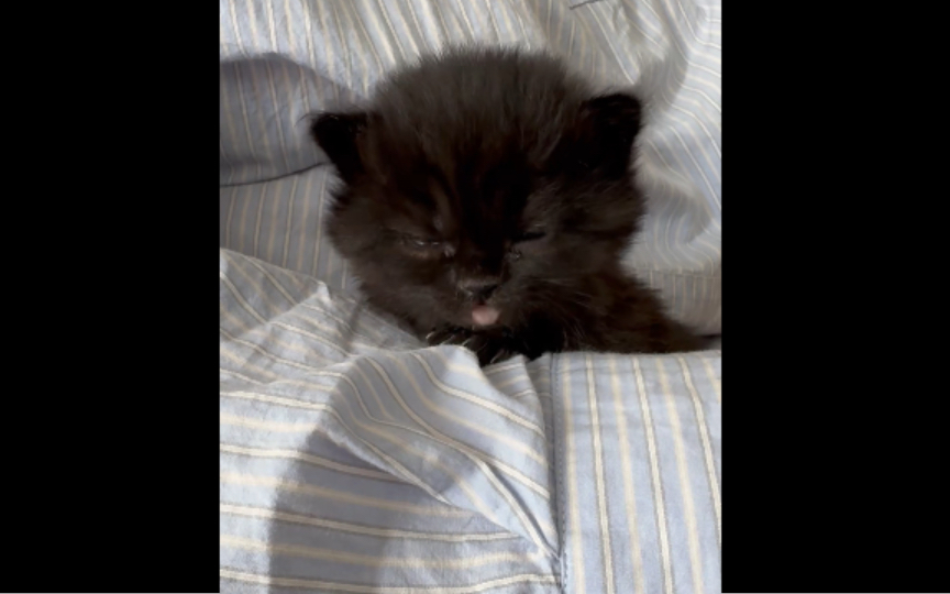 小猫手机游戏app_小猫 手机游戏_安卓小猫游戏