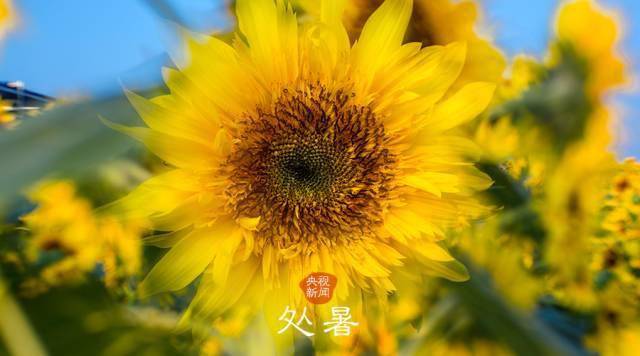 处暑这个词的意思是什么_处暑的含义是什么意思_处暑一词的意思