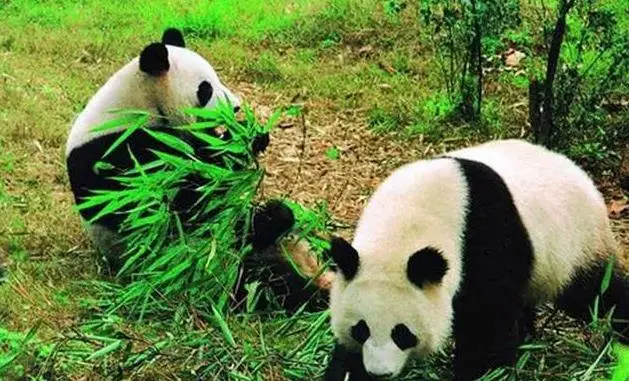 多莉克隆羊_多莉_多莉是什么鱼