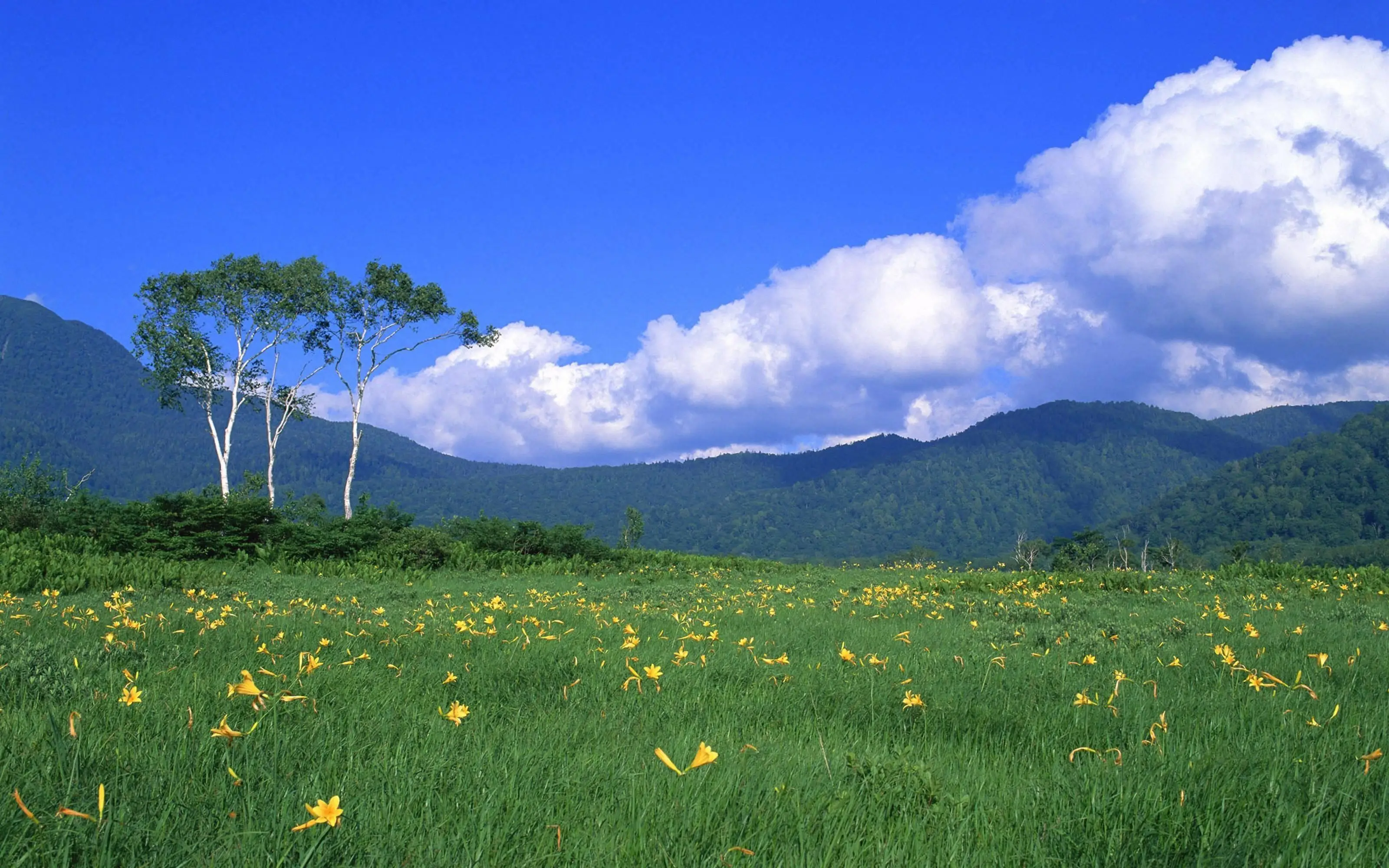 夏目蓝_夏目蓝_夏目蓝