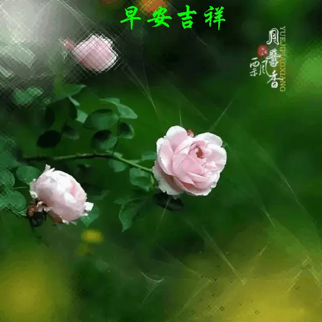 三石琴乃_三石琴乃_三石琴乃