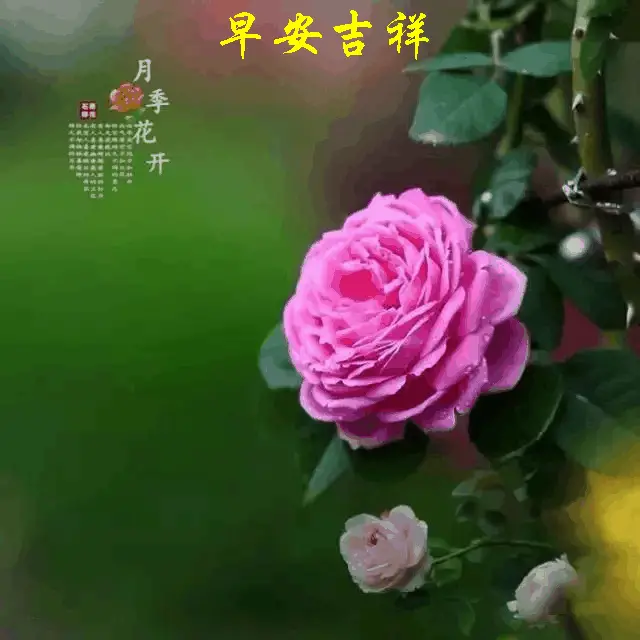 三石琴乃_三石琴乃_三石琴乃