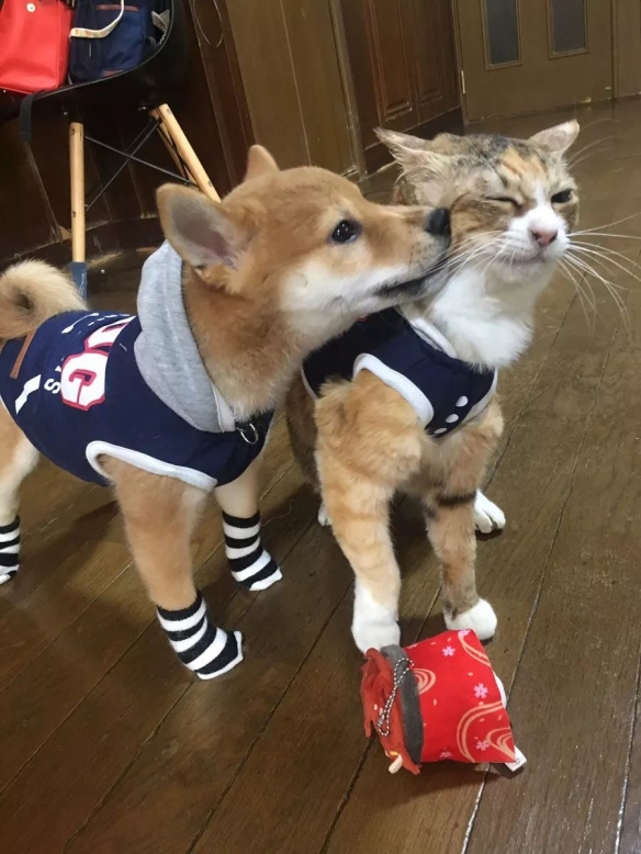 小偷猫正版_小偷猫下载中文版_小偷猫 手机游戏下载安装