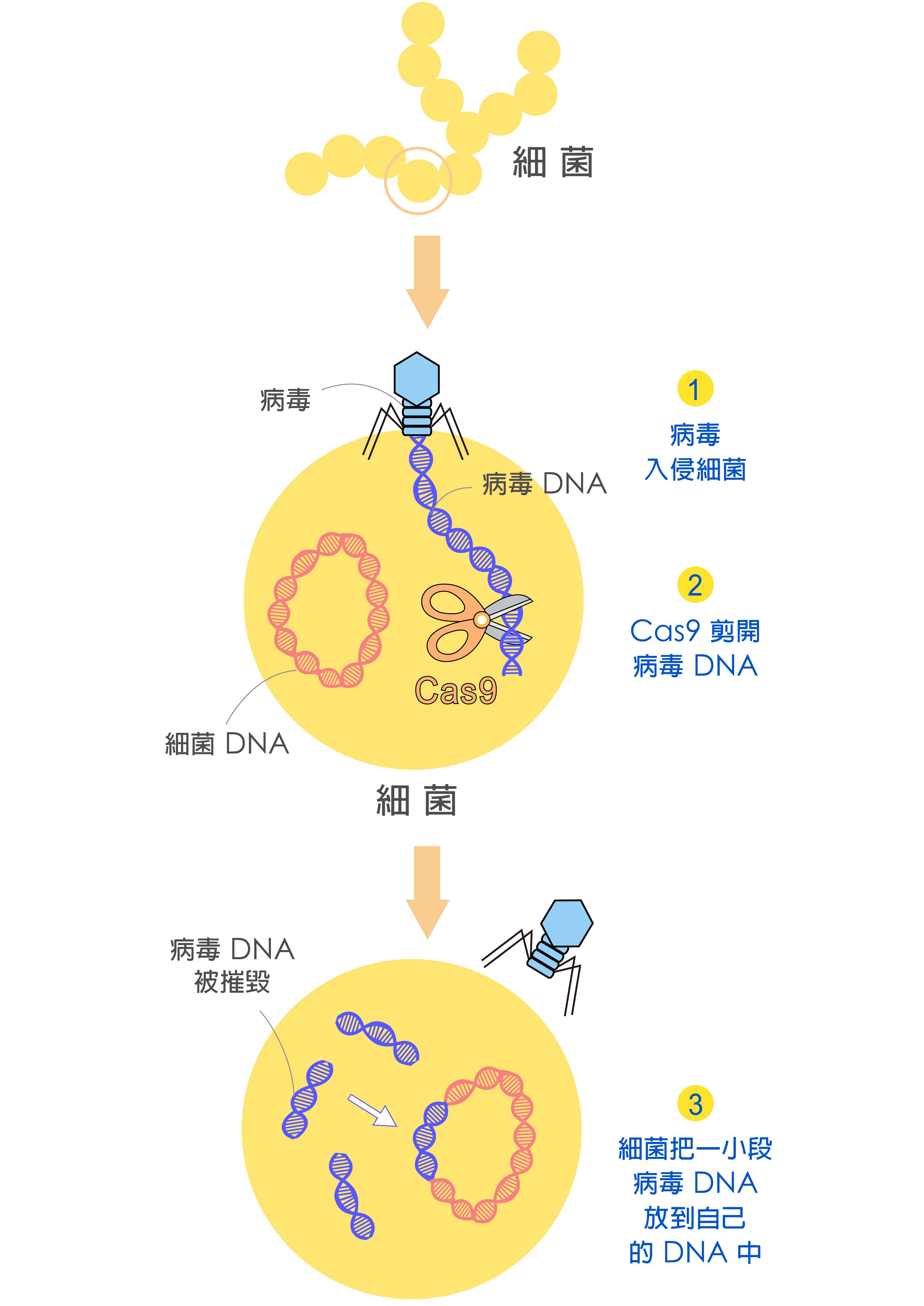 细菌入侵手机游戏_细菌入侵的游戏_入侵细胞的细菌
