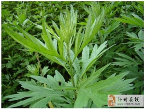 富人玩手机游戏多吗_富人玩手机吗_为什么富人不玩手机游戏