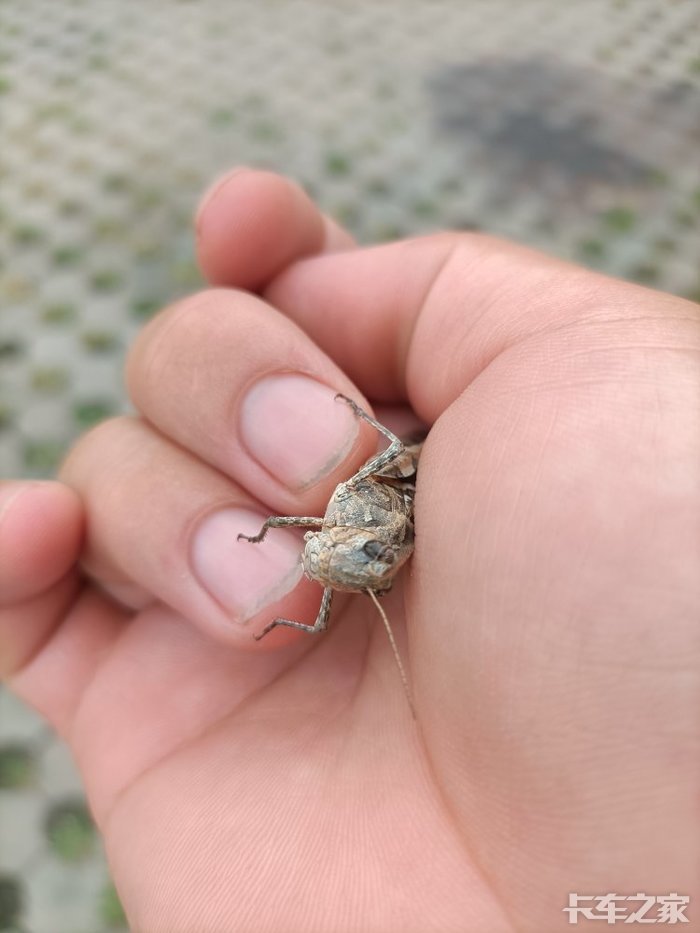 抓蚂蚱的_抓蚂蚱手机游戏_捉蚂蚱游戏