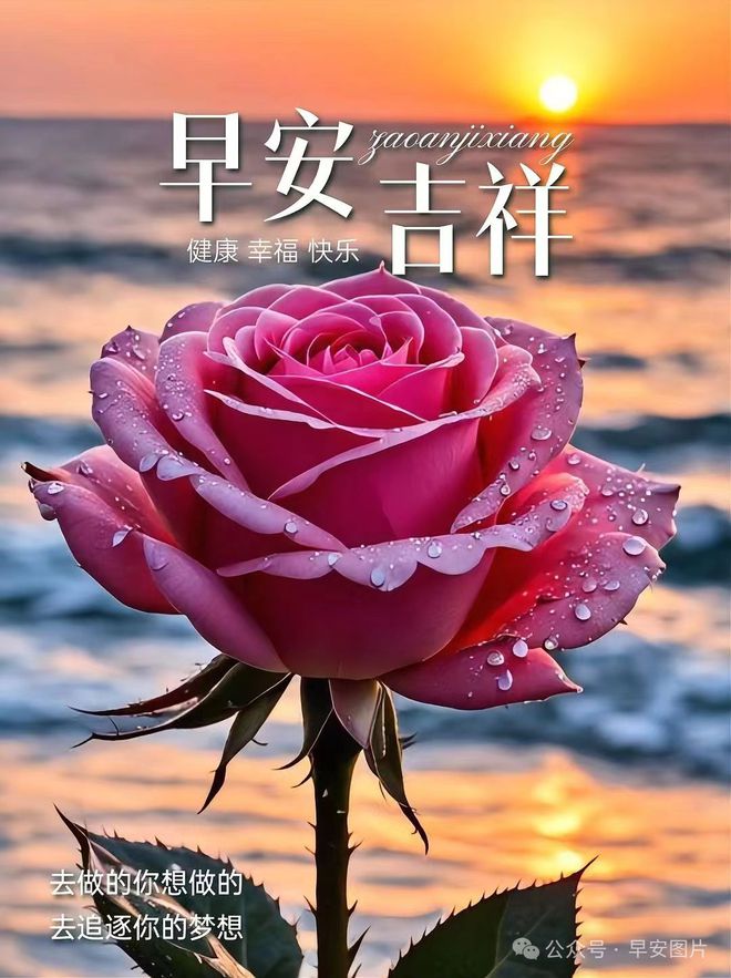 阿菊海贼王_阿菊_阿菊是男是女