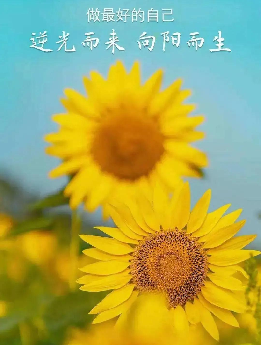 柴田和子_柴田胜家_柴田