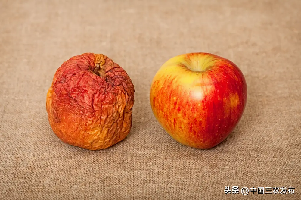 生物app下载_微生物游戏下载手机版苹果_苹果生物图