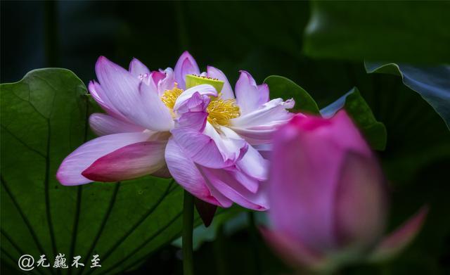 夏至诗词_夏至的诗词歌赋_诗词夏至今日一阴生