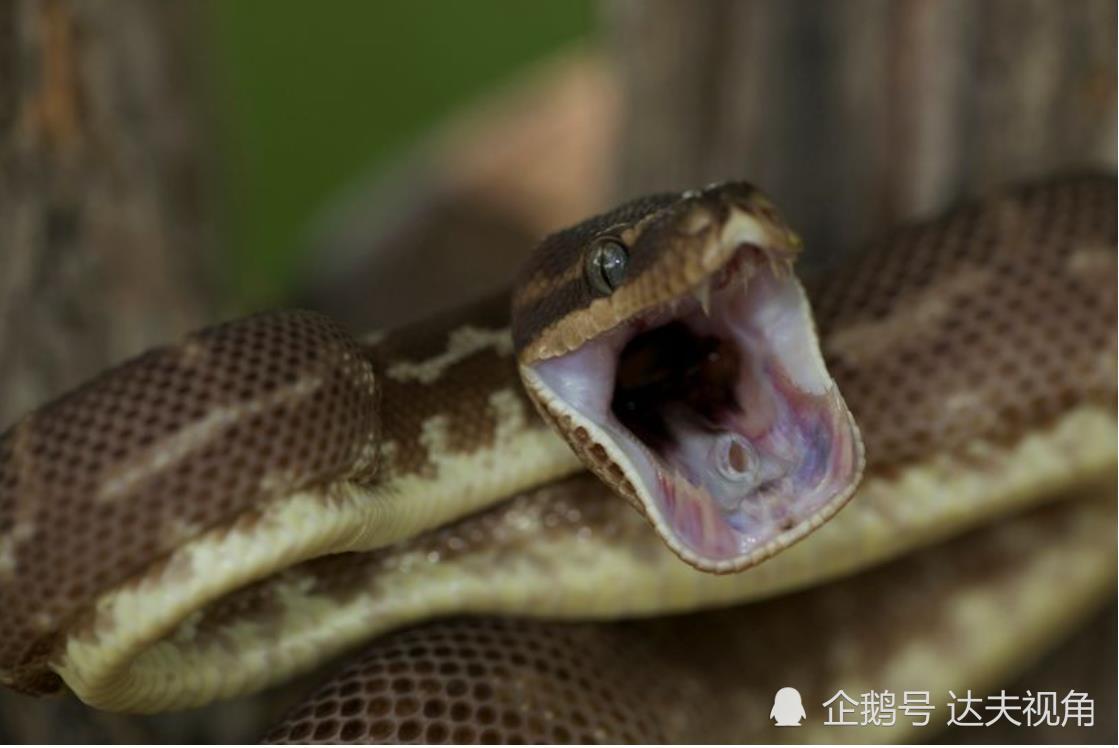 毒液2在线观看完整免费4k电影_在线观看毒液完整免费高清_毒液在线观看流畅