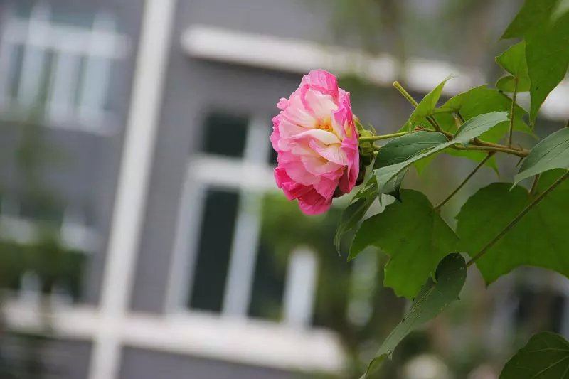 春分花_春分花卉绽放_春分花草香的全诗