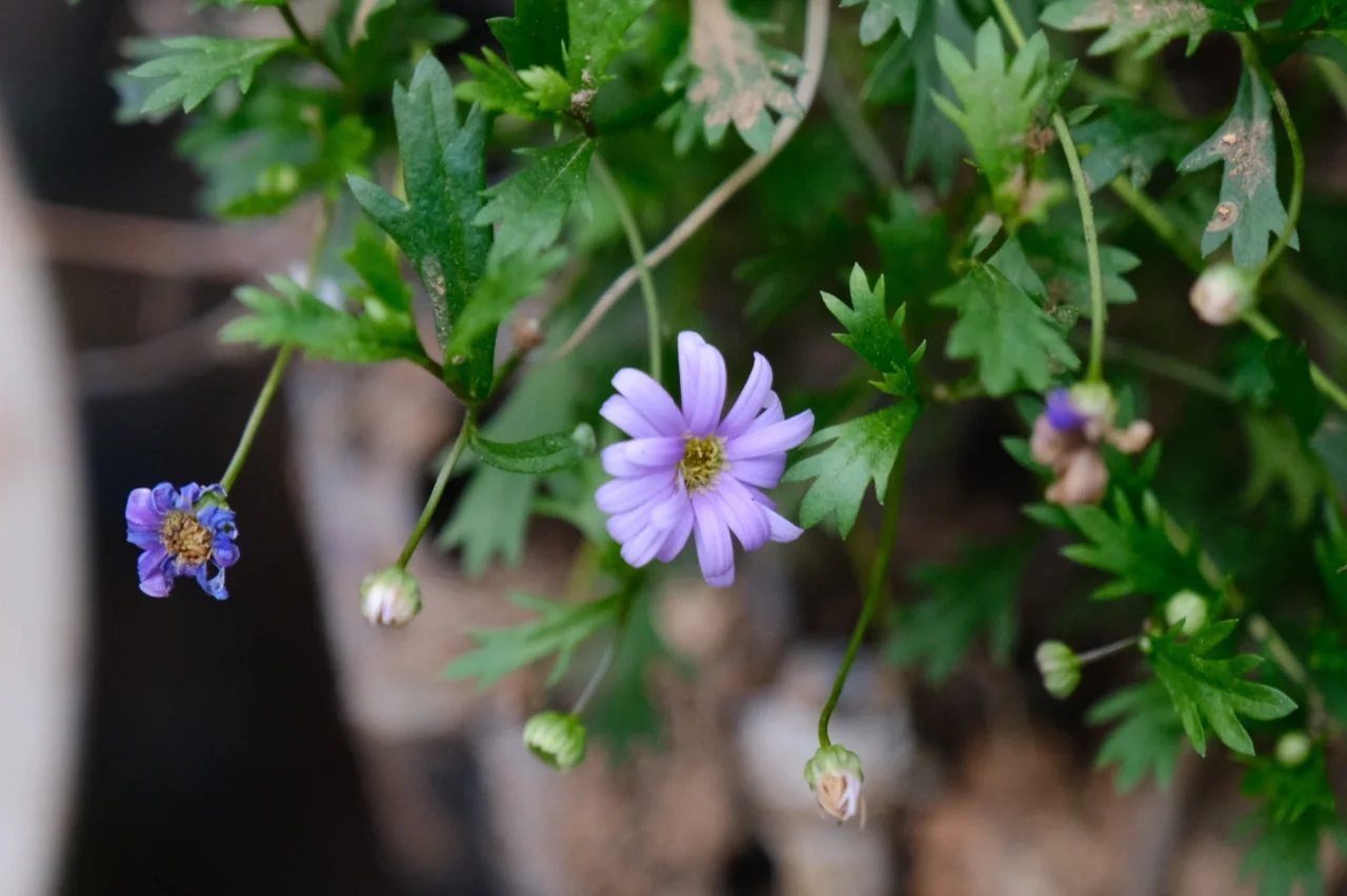 春分花卉绽放_春分花_春分花草香的全诗