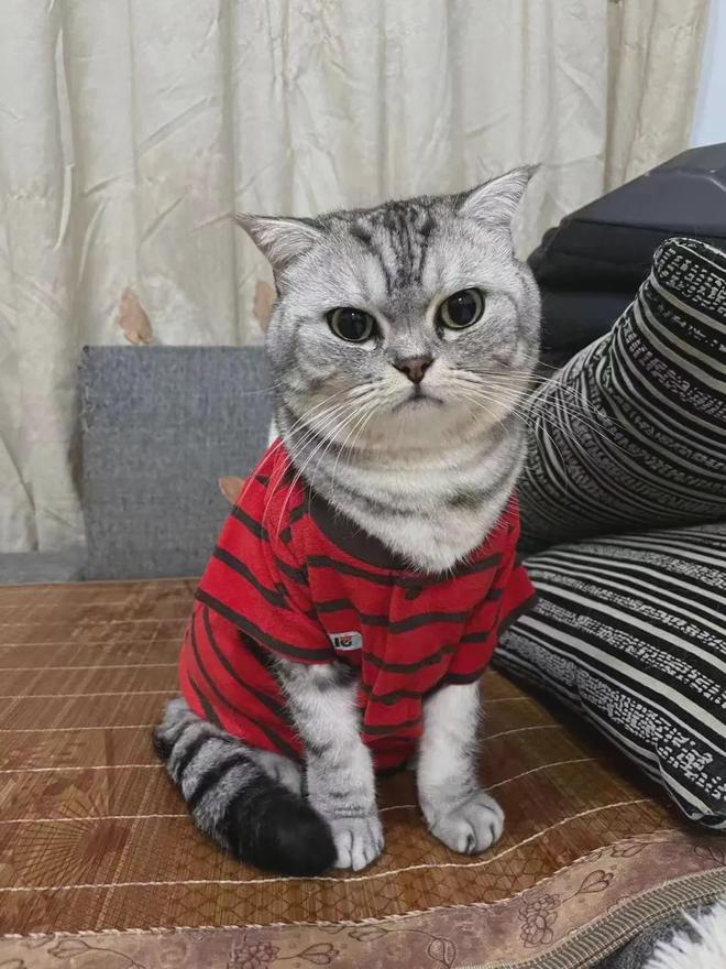 猫咪国际领养惯例_国际猫咪日_猫咪国际日