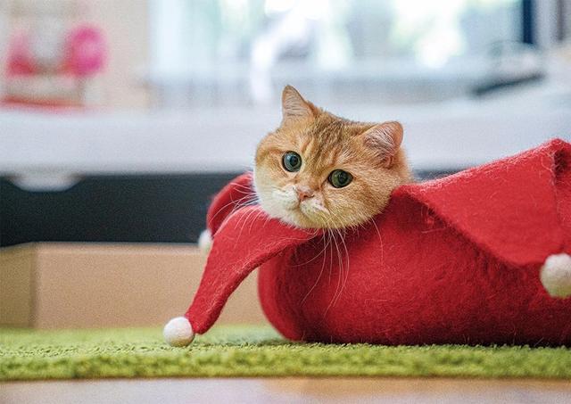 国际猫咪日_猫咪国际日_猫咪国际领养惯例