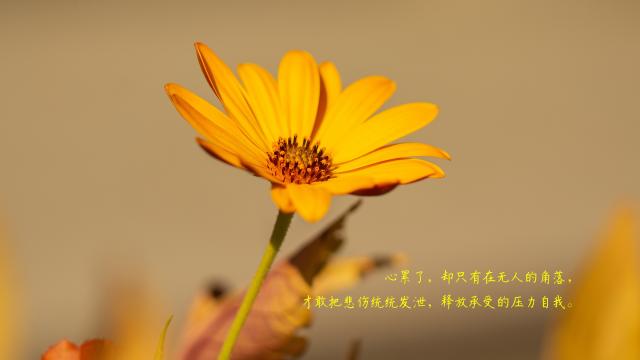 哭泣天使图片_哭泣天使怎么消灭_哭泣天使
