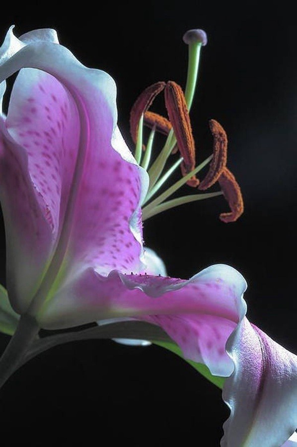 春节头像_春节领红包_春节