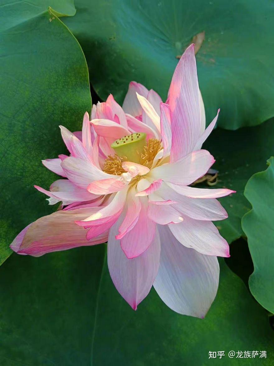 大人大量是指什么生肖_大人有大量的反义词_大人有大量是什么意思