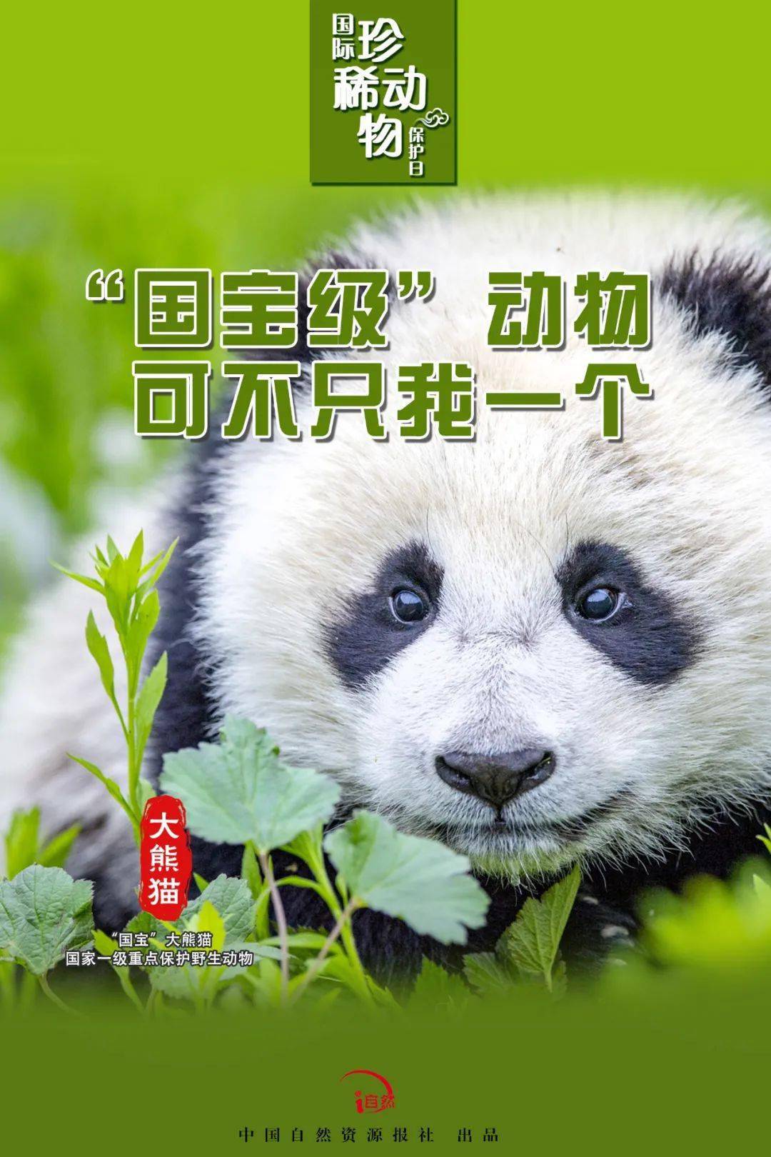 动物保护色大班教案_动物保护日_动物保护协会