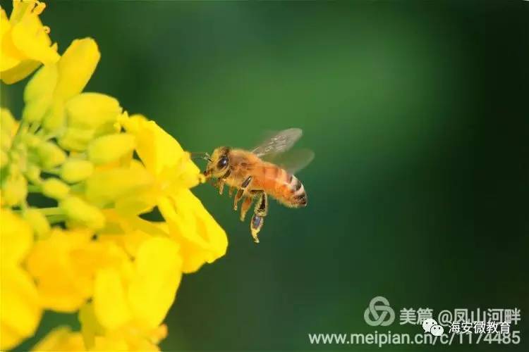 游戏私人助理安卓汉化版_助理私人手机游戏怎么玩_私人助理手机游戏