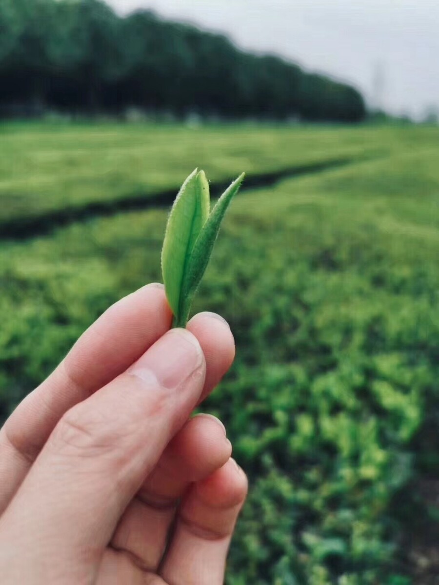 悲苦歌曲_悲苦解释_苦悲电影