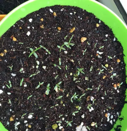 蔬菜家园的游戏_蔬菜园手机游戏_蔬菜乐园游戏