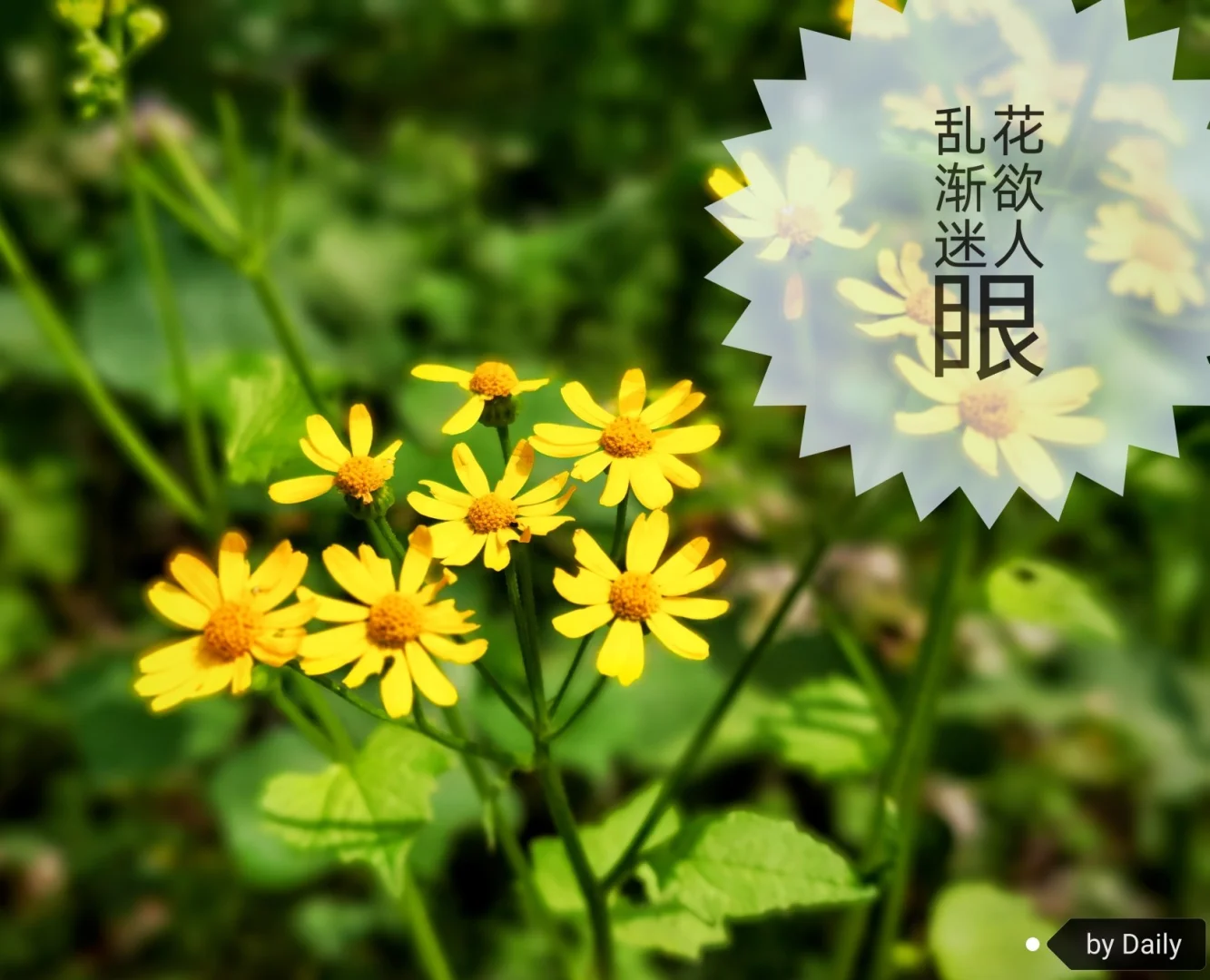 美穗子回忆录作文800字_刘穗子_美穗子