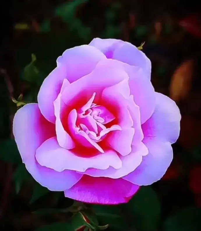 枯萎的花什么意思_永不枯萎的世界与终之花_枯萎世界与终结之花