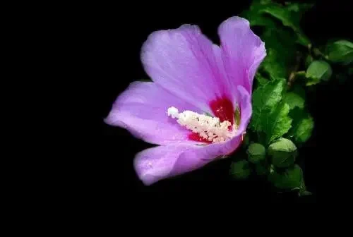 枯萎的花什么意思_永不枯萎的世界与终之花_枯萎世界与终结之花