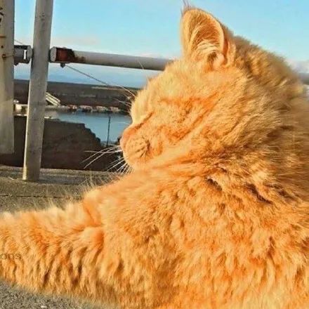 头像猫咪可爱大全图片真人_头像猫咪可爱大全图片卡通_猫咪图片大全可爱头像