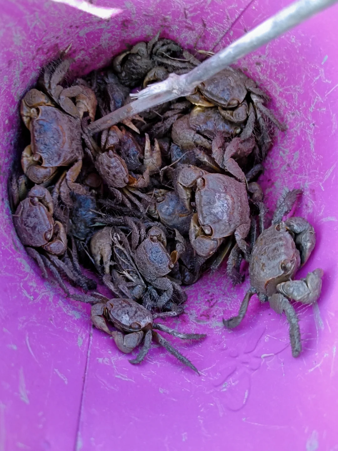 抓螃蟹抓螃蟹的视频_抓螃蟹游戏手机版下载苹果_捉螃蟹游戏