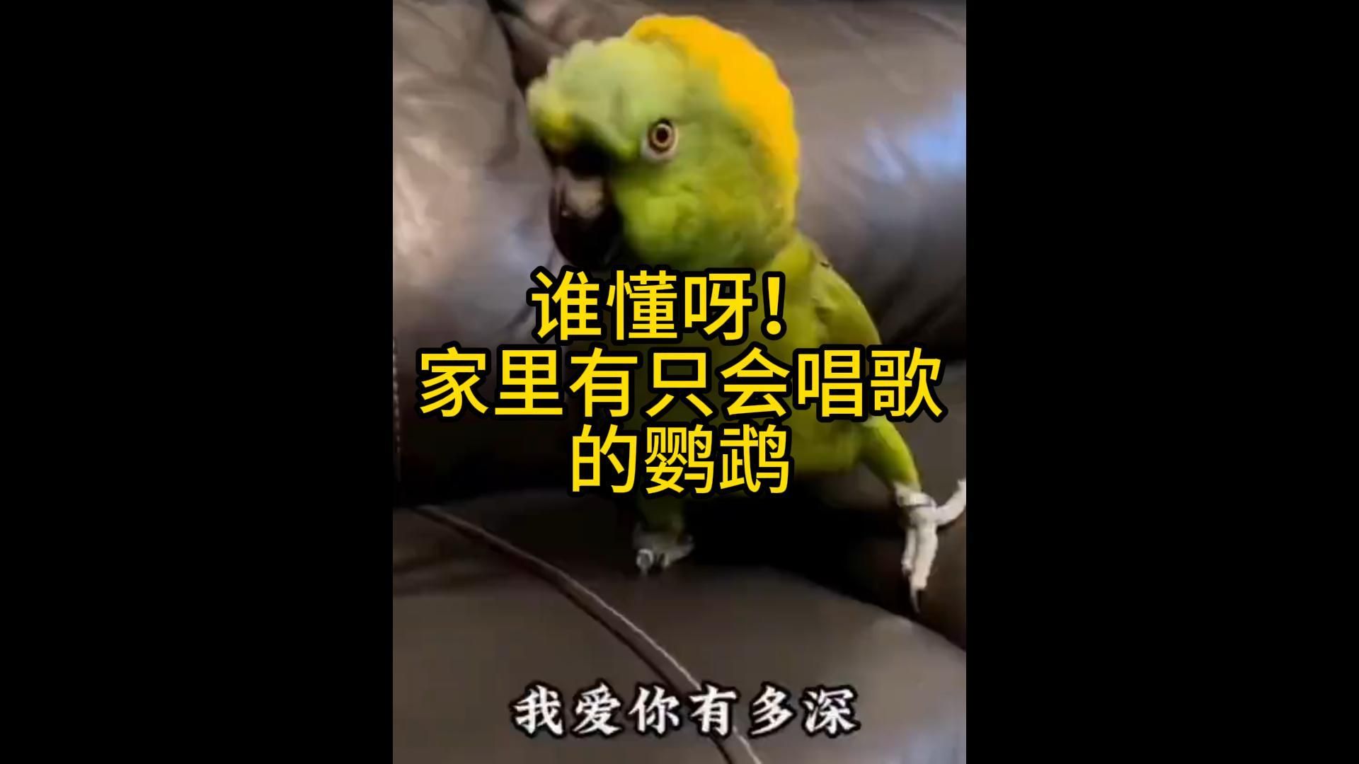 鹦鹉玩耍时的动作_鹦鹉爱玩_主人给鹦鹉玩手机游戏视频