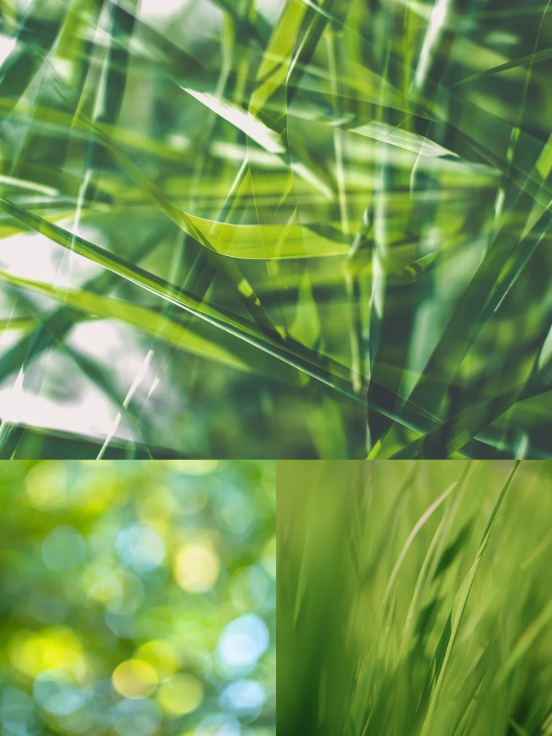 夏禾_禾夏乘凉梦_禾夏什么意思