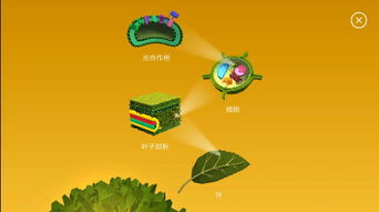 树木科普游戏,树木科普游戏的趣味之旅(图2)