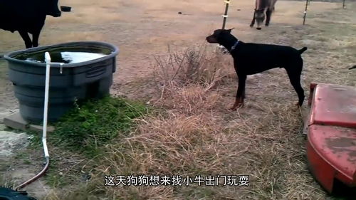 狗围栏游戏,狗狗的欢乐竞技场(图3) 狗围栏游戏,狗狗的欢乐竞技场(图3)